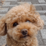 モコ