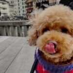 モコ先生